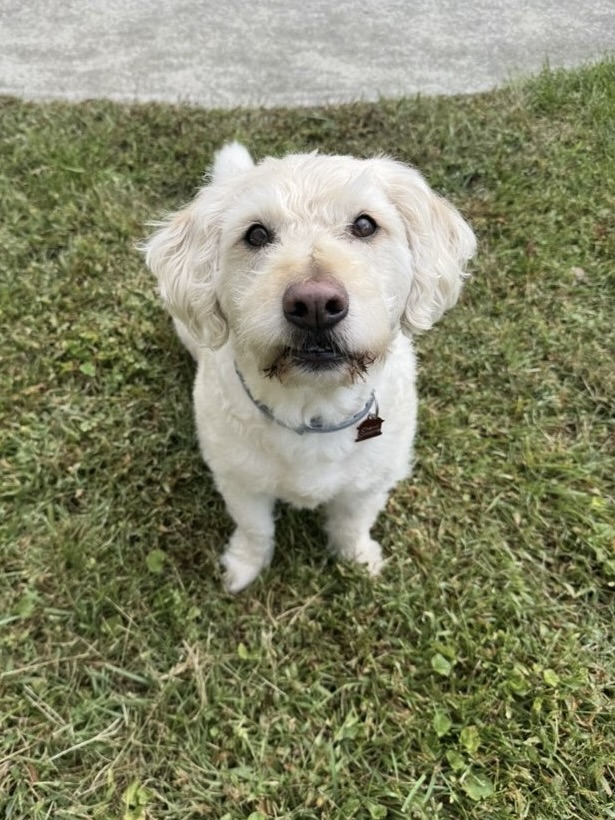 A white curly-coated dog sitting attentively in the grass