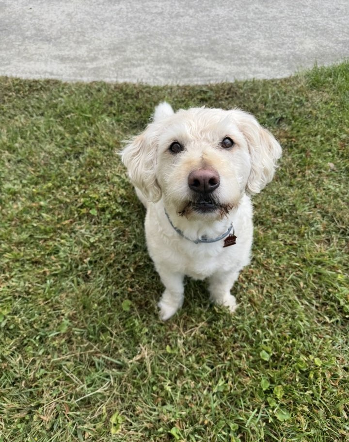 A scruffy client dog