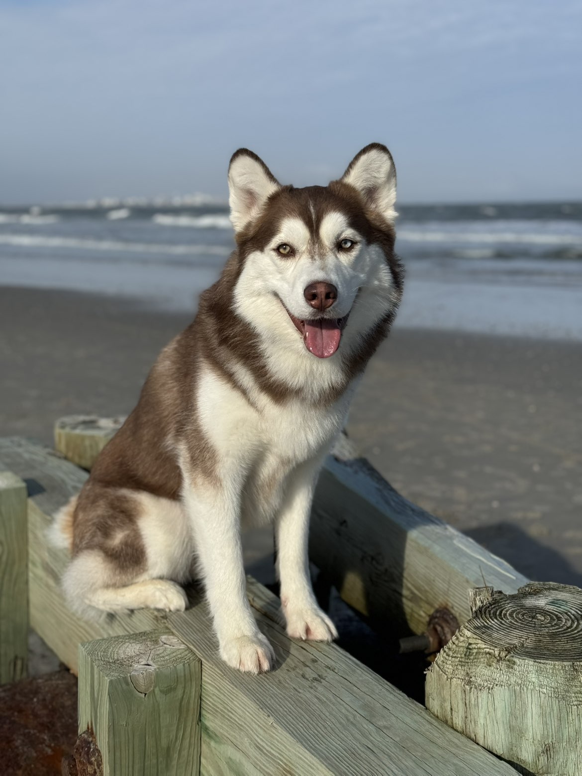 Bueller the husky sitting on a boardwalk at the beach