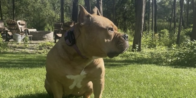 A bully breed dog trained through the 2-week board and train program