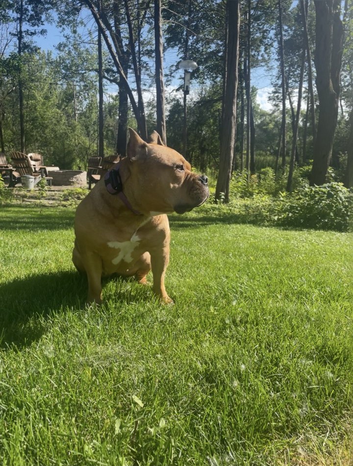 A bully breed client in the yard
