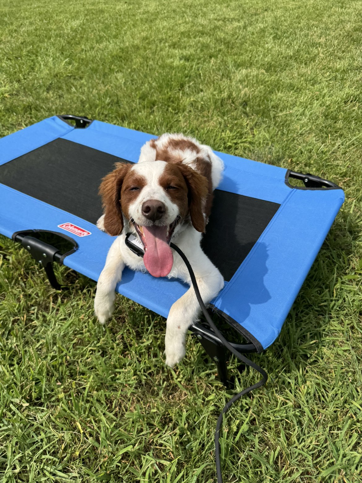 A puppy resting on a training cot