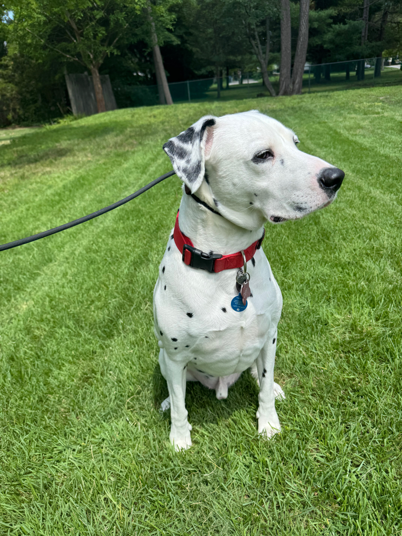 Dippy the Dalmatian