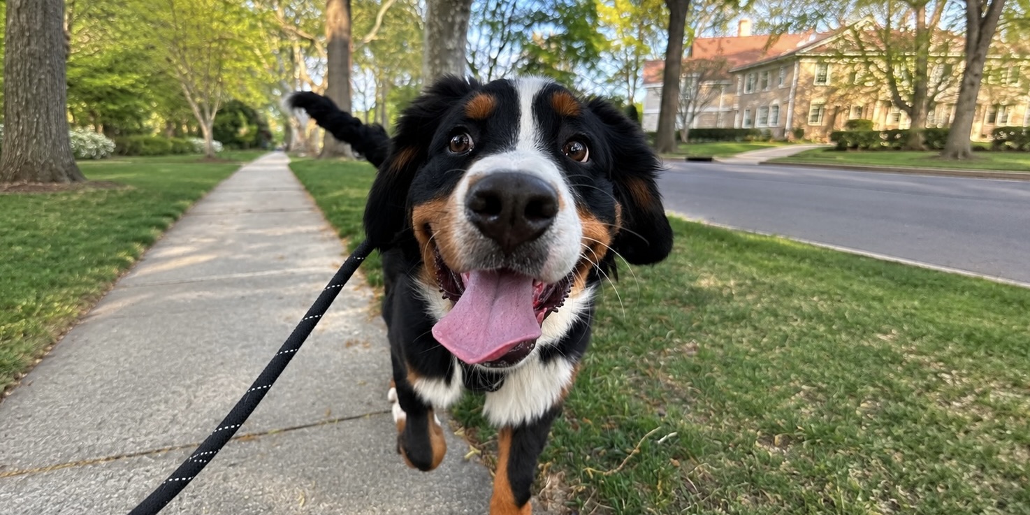 A happy Bernese Mountain Dog client on a walk
