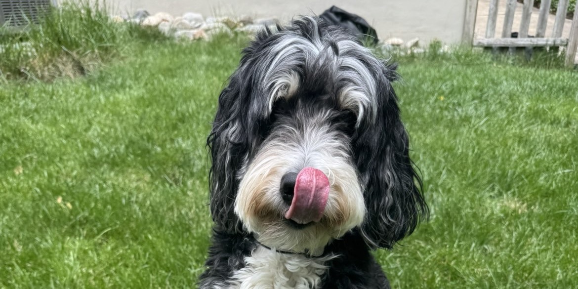 A bernedoodle client mid-lesson