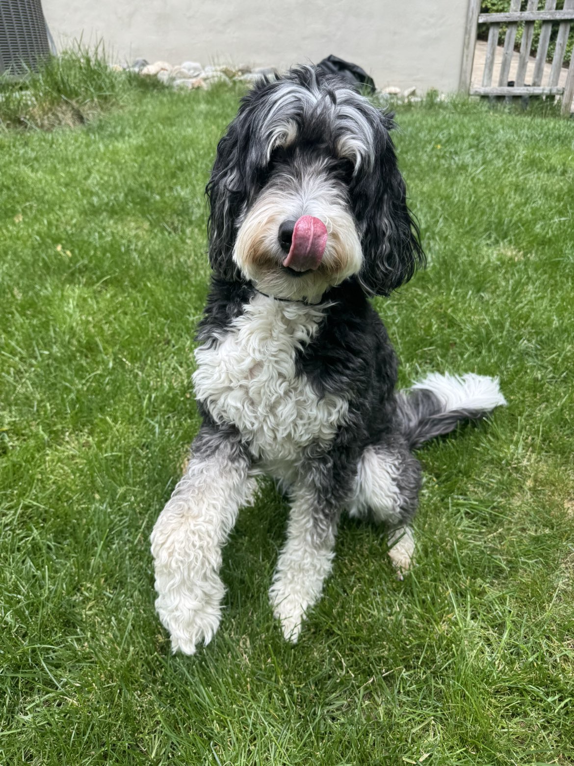 A bernedoodle client
