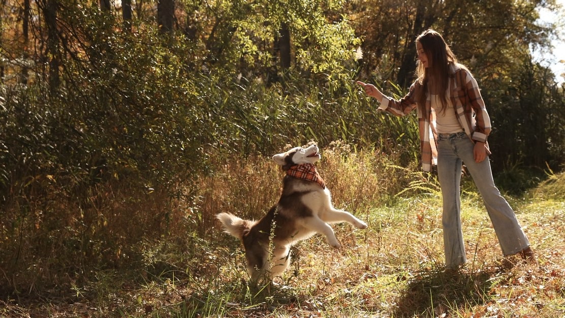 Samantha training a husky with a treat cue in an autumn field