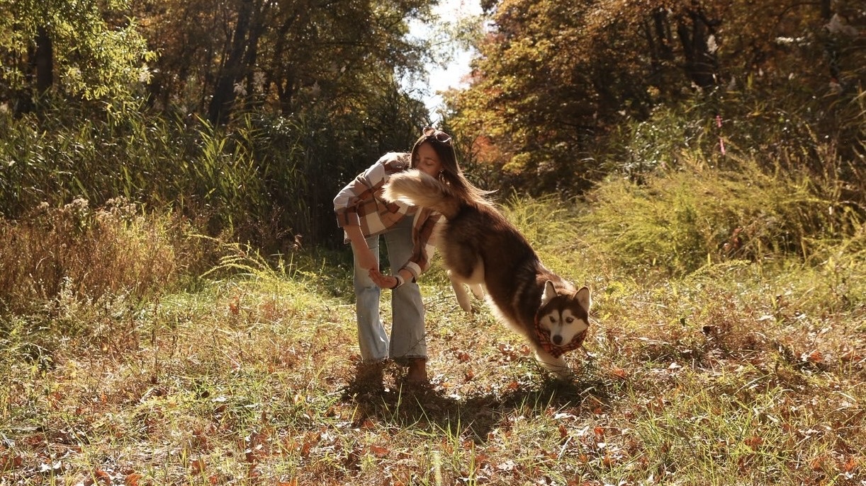 Samantha playing with a husky mid-jump in an autumn field